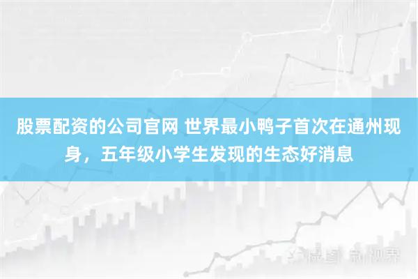 股票配资的公司官网 世界最小鸭子首次在通州现身，五年级小学生发现的生态好消息