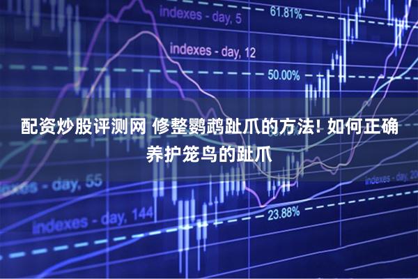 配资炒股评测网 修整鹦鹉趾爪的方法! 如何正确养护笼鸟的趾爪