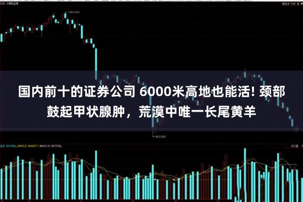 国内前十的证券公司 6000米高地也能活! 颈部鼓起甲状腺肿，荒漠中唯一长尾黄羊